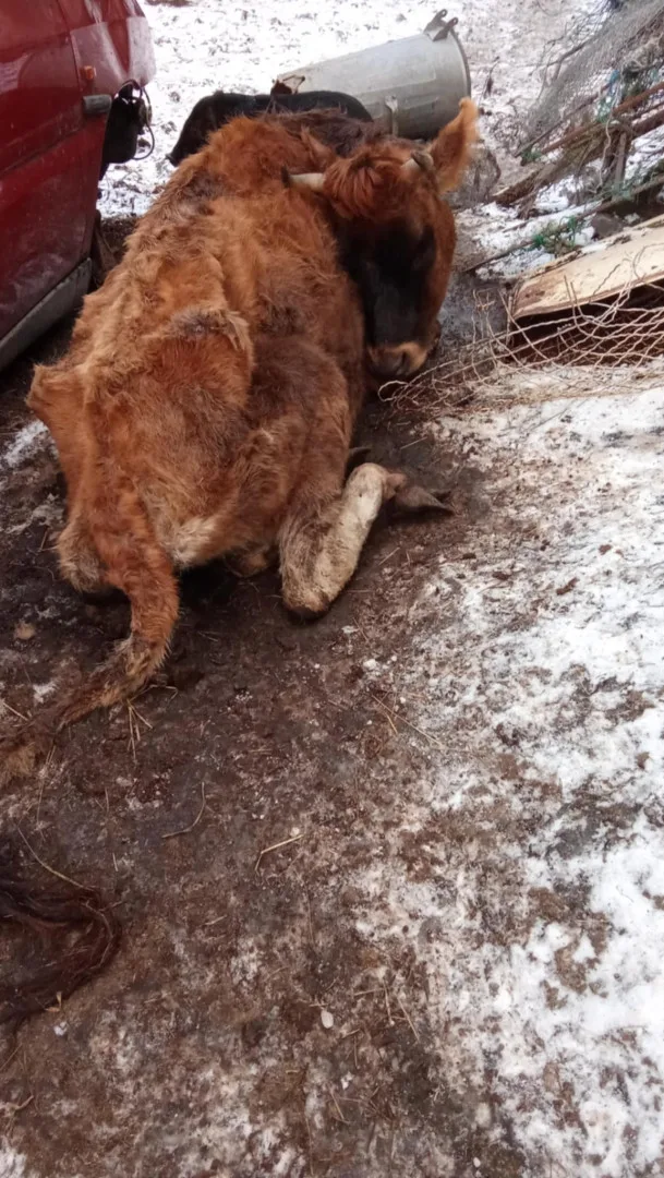 Uhynulý kůň a další zvířata na pokraji smrti, situace šokovala i zkušeného zvířecího záchranáře