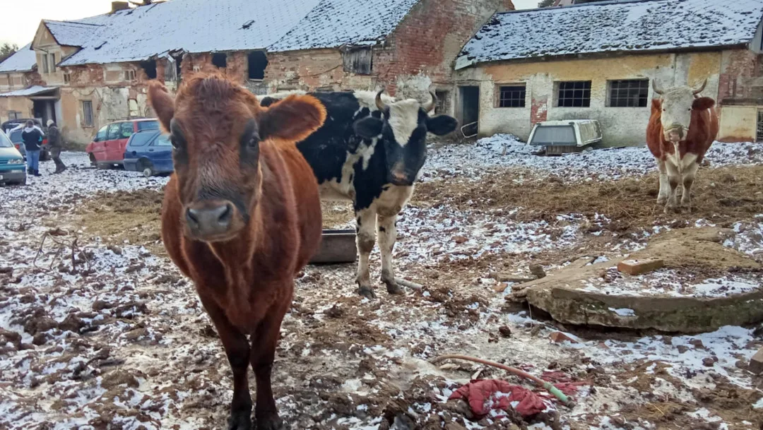 Uhynulý kůň a další zvířata na pokraji smrti, situace šokovala i zkušeného zvířecího záchranáře