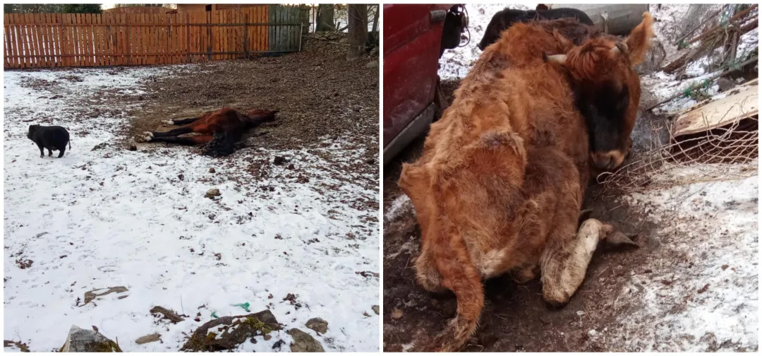 Uhynulý kůň a další zvířata na pokraji smrti, situace šokovala i zkušeného zvířecího záchranáře