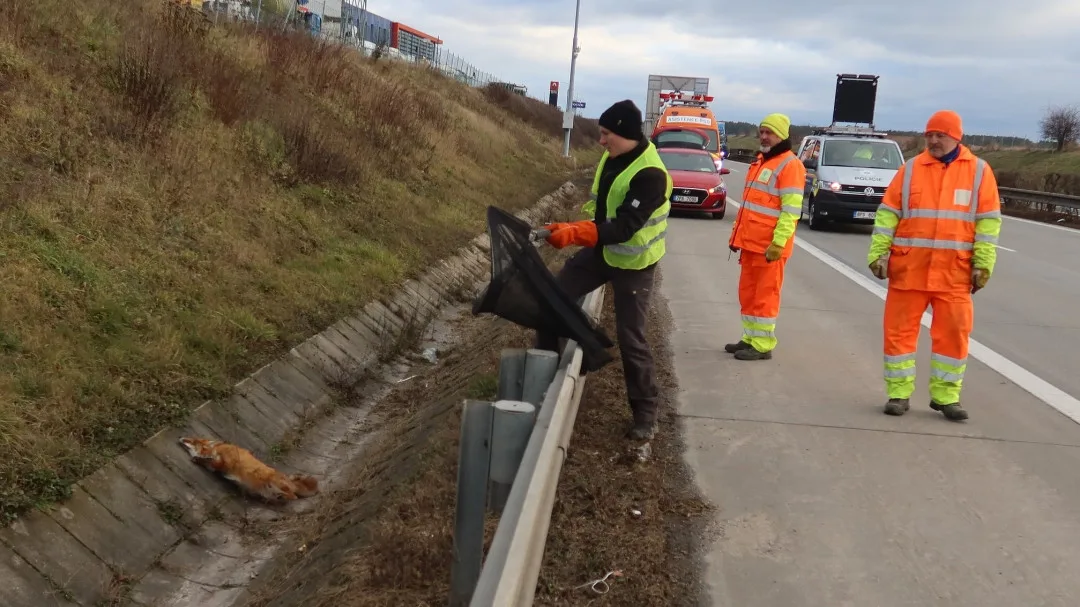 Lišku srazilo na dálnici D5 auto. Těžce zraněnou samici nechtěl opustit její partner a neustále vbíhal do vozovky