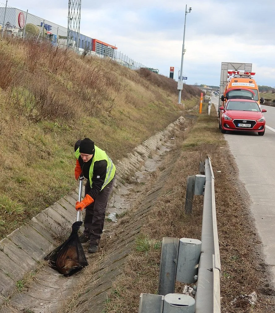 Lišku srazilo na dálnici D5 auto. Těžce zraněnou samici nechtěl opustit její partner a neustále vbíhal do vozovky