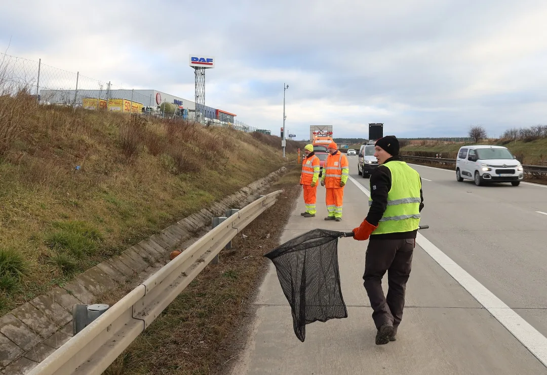 Lišku srazilo na dálnici D5 auto. Těžce zraněnou samici nechtěl opustit její partner a neustále vbíhal do vozovky
