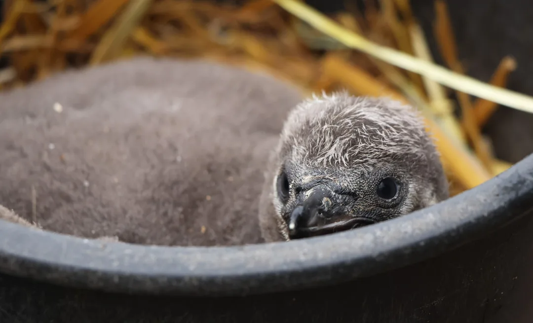 Vánoční tučňák už váží skoro dvě kila. Na návštěvníky zoo už vykukuje z podzemního doupěte