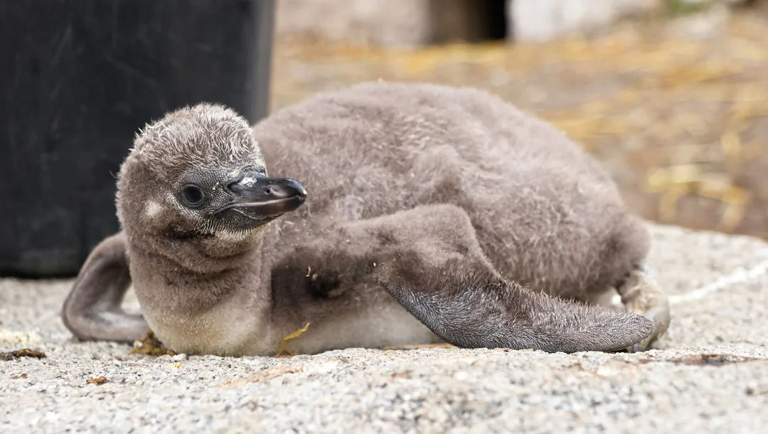 Vánoční tučňák už váží skoro dvě kila. Na návštěvníky zoo už vykukuje z podzemního doupěte