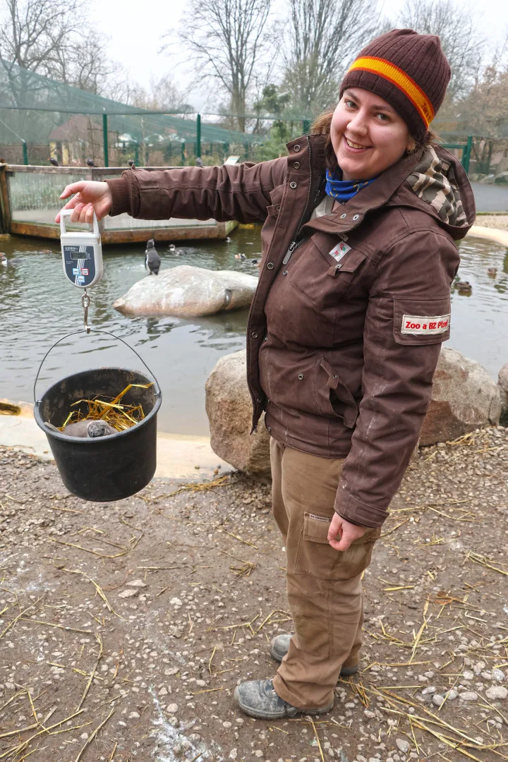 Vánoční tučňák už váží skoro dvě kila. Na návštěvníky zoo už vykukuje z podzemního doupěte