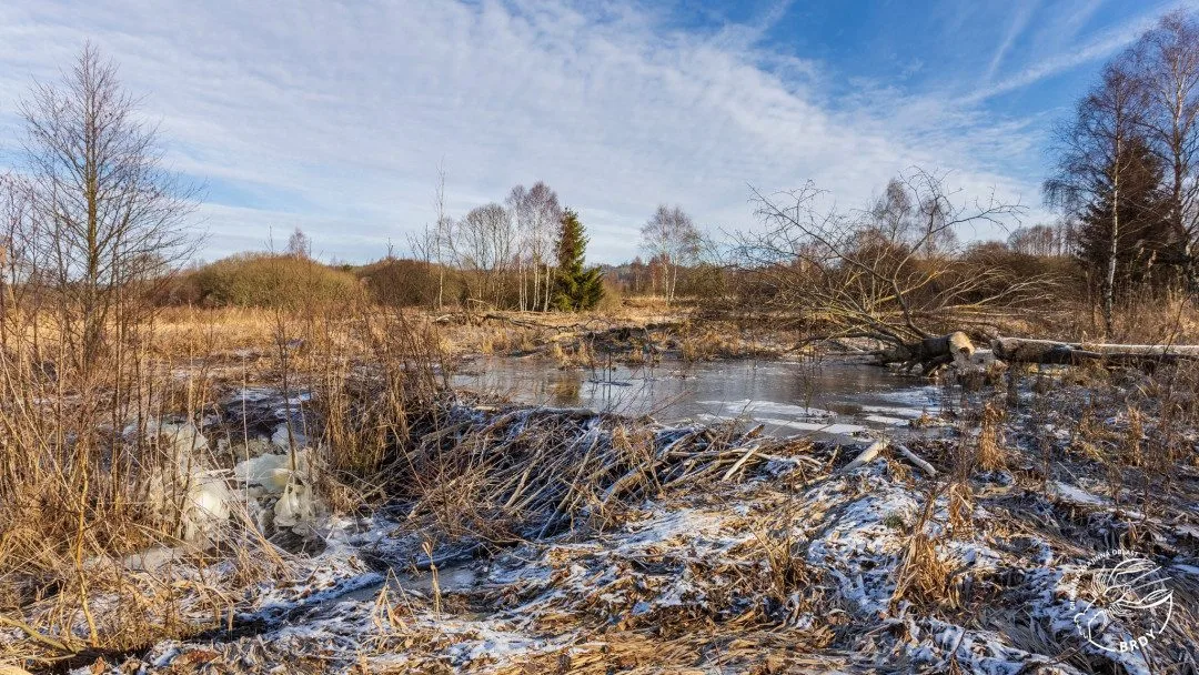 V CHKO Brdy postavil hráze bobr, ušetřil tak peníze na revitalizaci Klabavy