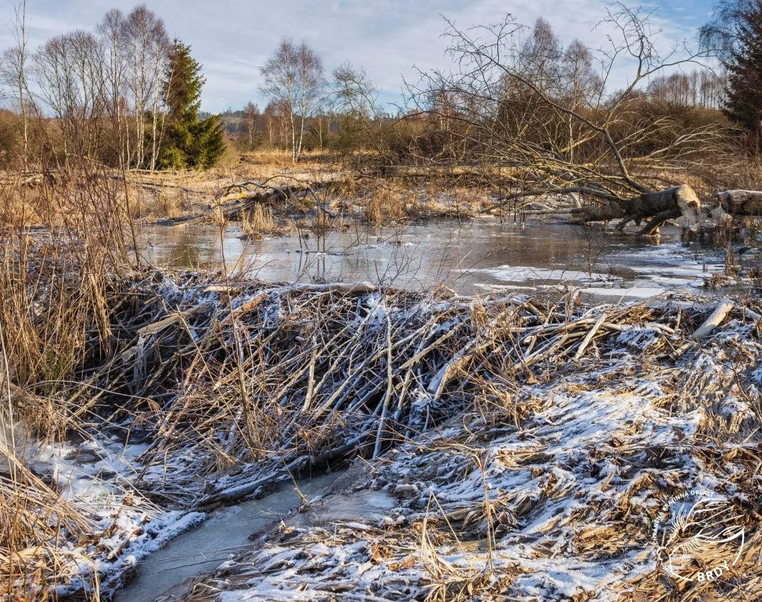 Bobr ušetřil ochráncům přírody miliony korun na revitalizaci řeky, postavil hráze a vytvořil přírodní mokřad