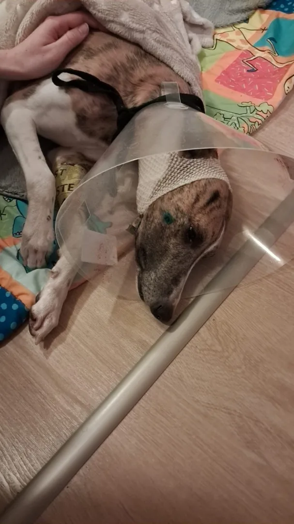 Volně pobíhající pes napadl čtrnáctiletou dívku a vážně potrhal jejího whippeta Luckyho
