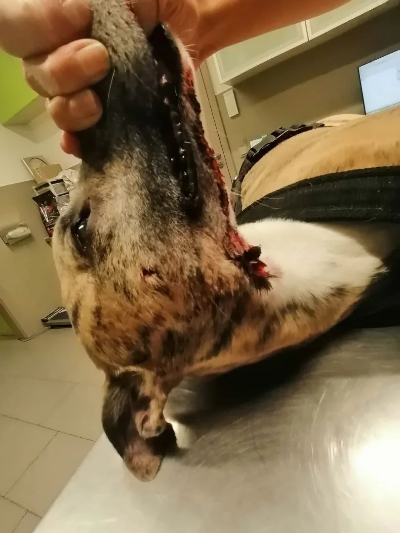 Volně pobíhající pes napadl čtrnáctiletou dívku a vážně potrhal jejího whippeta Luckyho