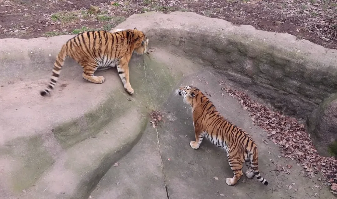 VIDEO: Valentýn v zoo, začaly tam tygří námluvy. Chovatelé věří, že se po letech dočkají mláďat