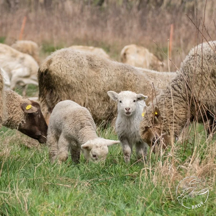 Sází stromy, budují tůně a pomáhají s udržením botanicky cenných lokalit, farmáři obdrželi zasloužené ocenění