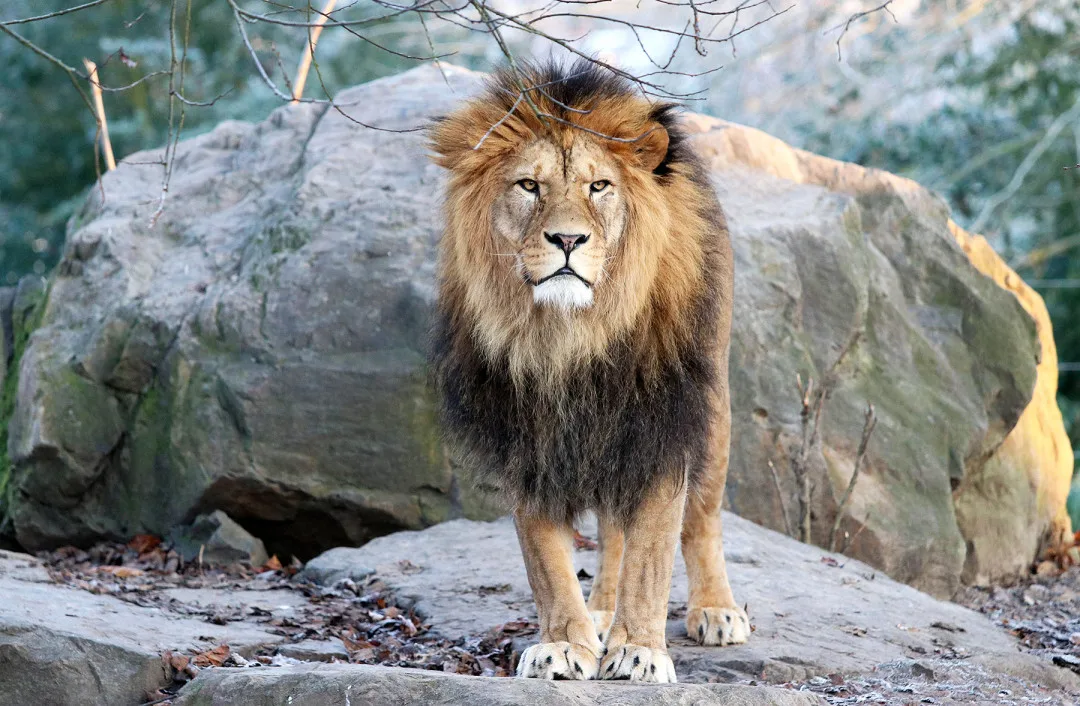 Smutek v plzeňské zoo, museli tam uspat lva berberského Matese, zplodil celkem 15 mláďat