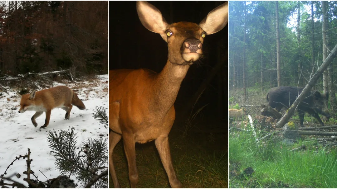FOTO: Liška, laň, vlk i rodinka divočáků. Podívejte se, co zachytily fotopasti v brdských hvozdech