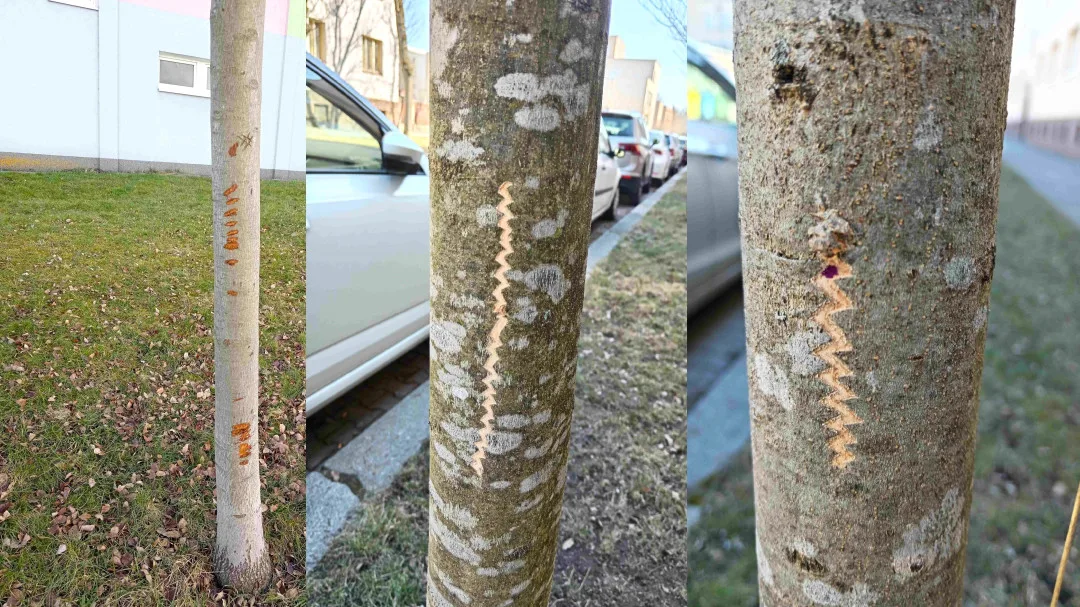 Vandalové systematicky poškozují kmeny desítek stromů na území plzeňského městského obvody Slovany.