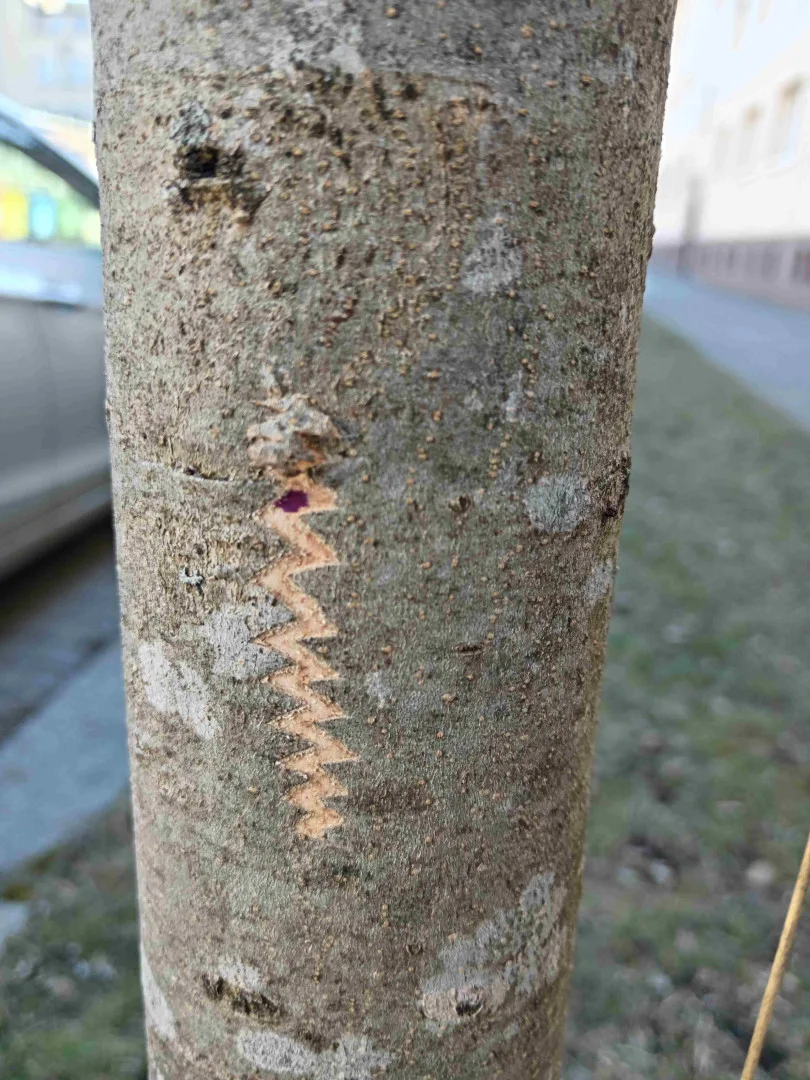 Vandalové systematicky poškozují kmeny desítek stromů na území plzeňského městského obvody Slovany.