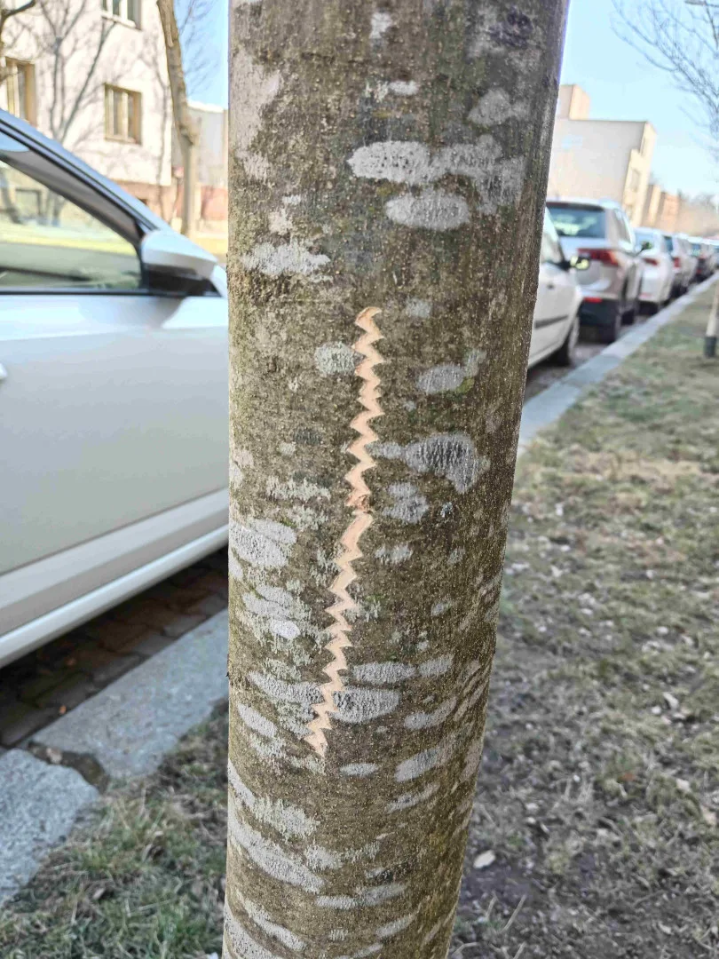 Vandalové systematicky poškozují kmeny desítek stromů na území plzeňského městského obvody Slovany.
