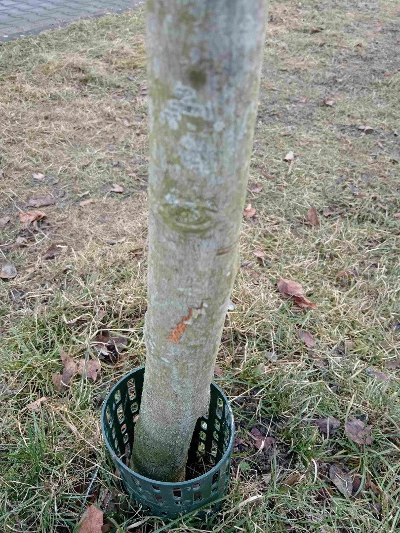 Vandalové systematicky poškozují kmeny desítek stromů na území plzeňského městského obvody Slovany.