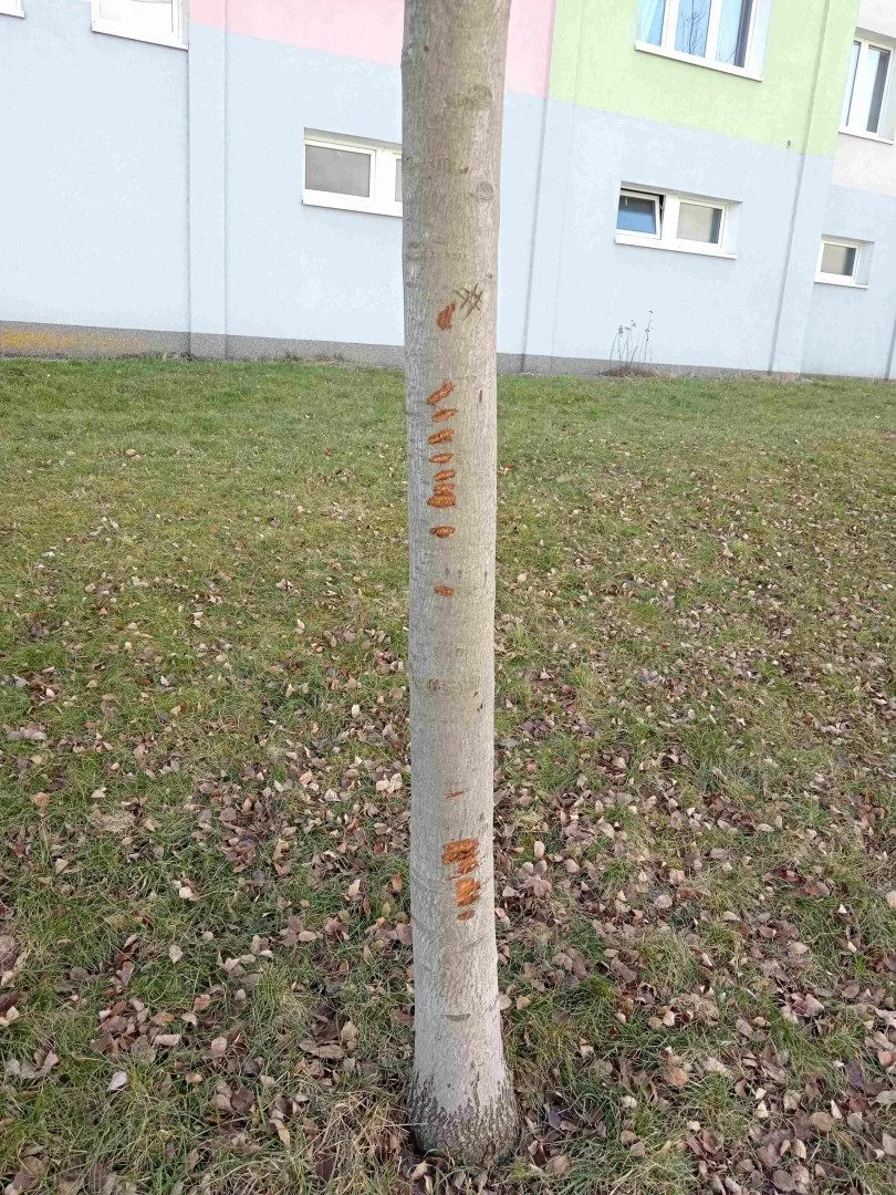 Vandalové systematicky poškozují kmeny desítek stromů na území plzeňského městského obvody Slovany.