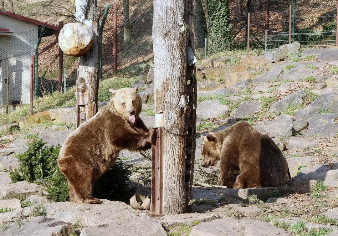 Ze zimního spánku se probrala trojice medvědů v plzeňské zoo. Dva z nich jsou slavní hrdinové z večerníčků