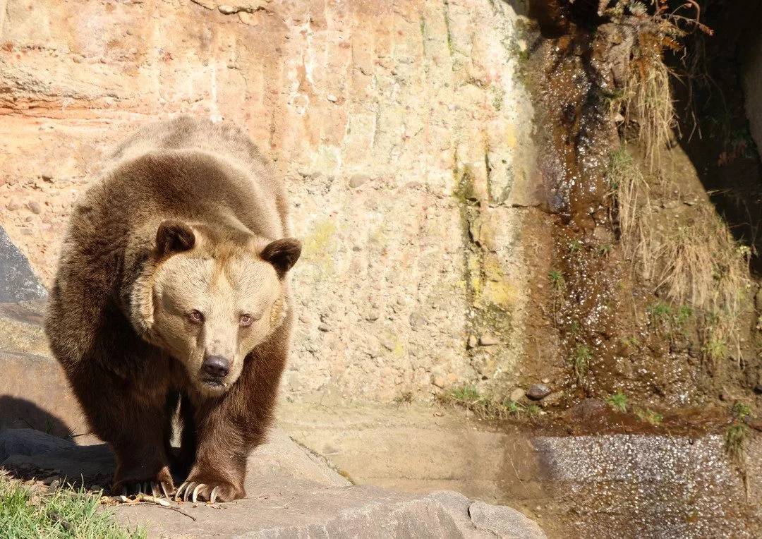 Ze zimního spánku se probrala trojice medvědů v plzeňské zoo. Dva z nich jsou slavní hrdinové z večerníčků