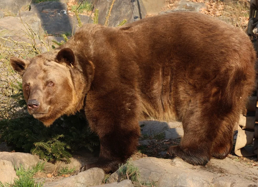 Ze zimního spánku se probrala trojice medvědů v plzeňské zoo. Dva z nich jsou slavní hrdinové z večerníčků