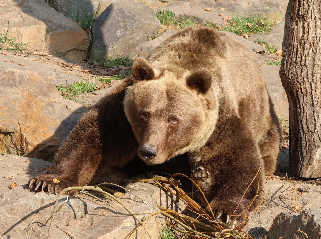 Ze zimního spánku se probrala trojice medvědů v plzeňské zoo. Dva z nich jsou slavní hrdinové z večerníčků