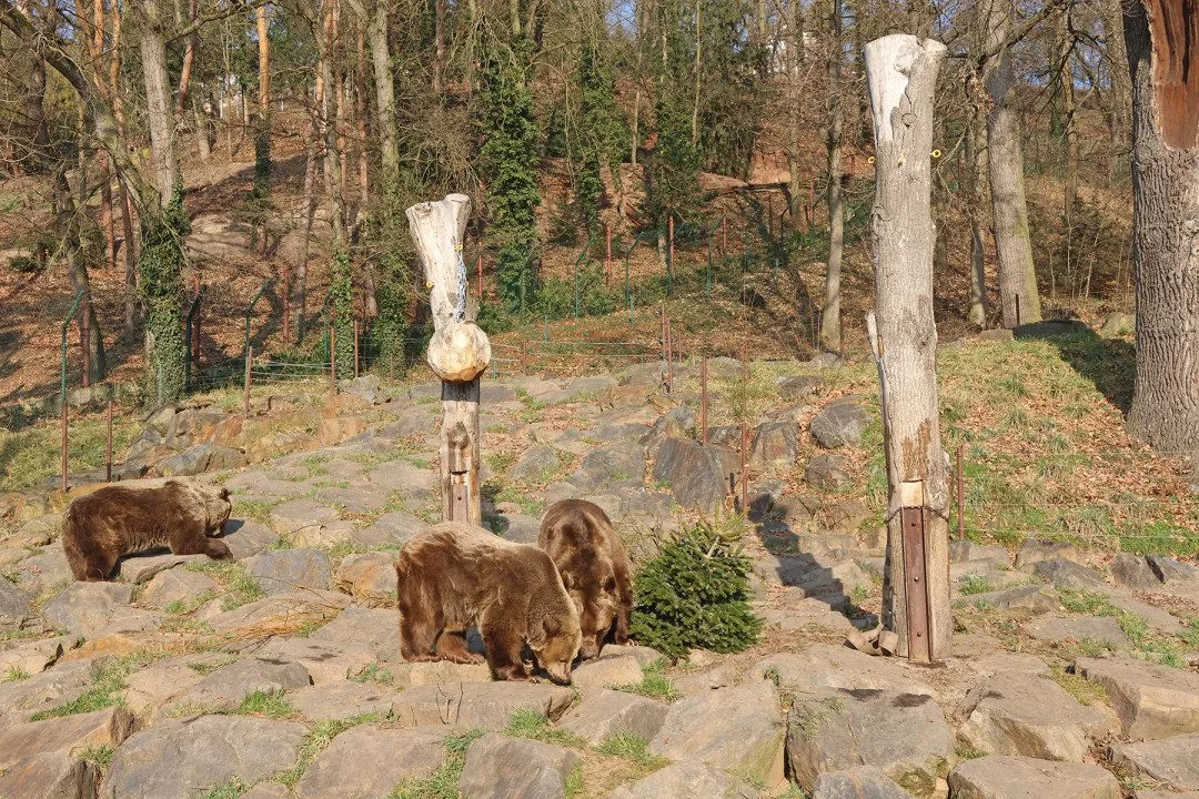 Ze zimního spánku se probrala trojice medvědů v plzeňské zoo. Dva z nich jsou slavní hrdinové z večerníčků
