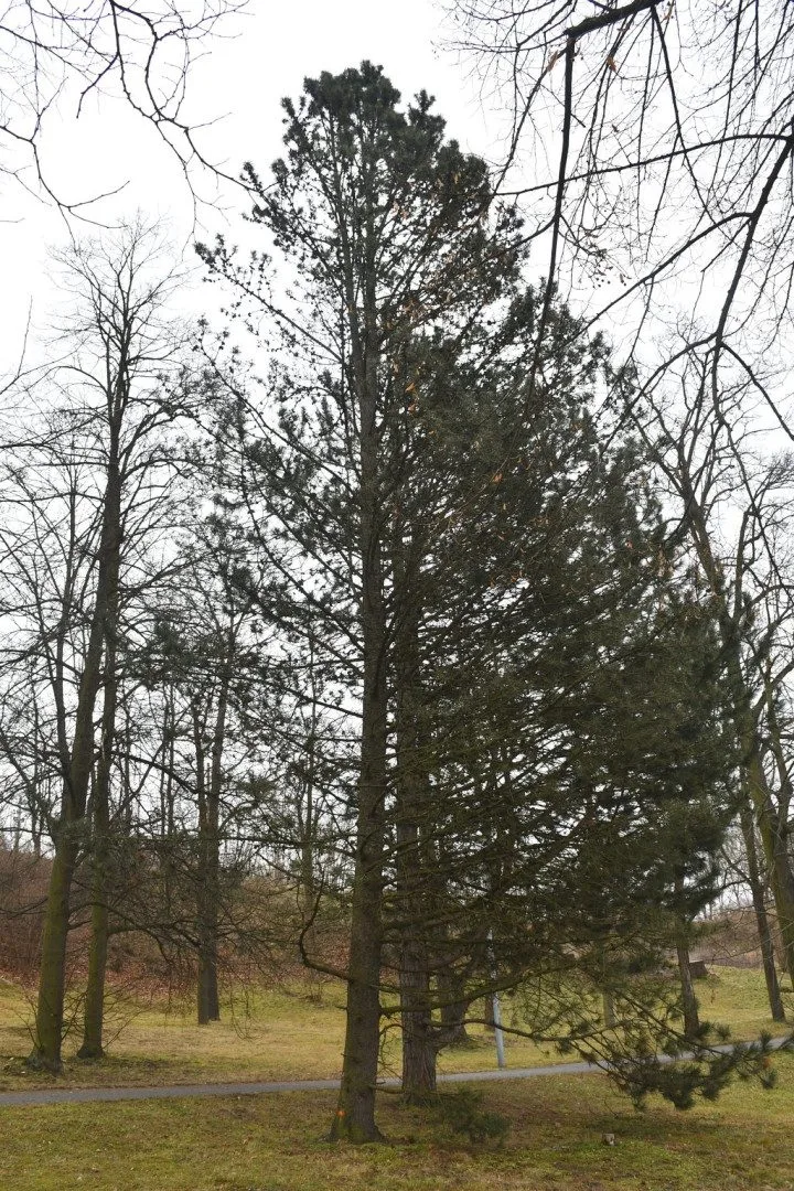Nejstarší uměle založený park v Plzni čeká třetí etapa revitalizace. Vznikl už v roce 1833