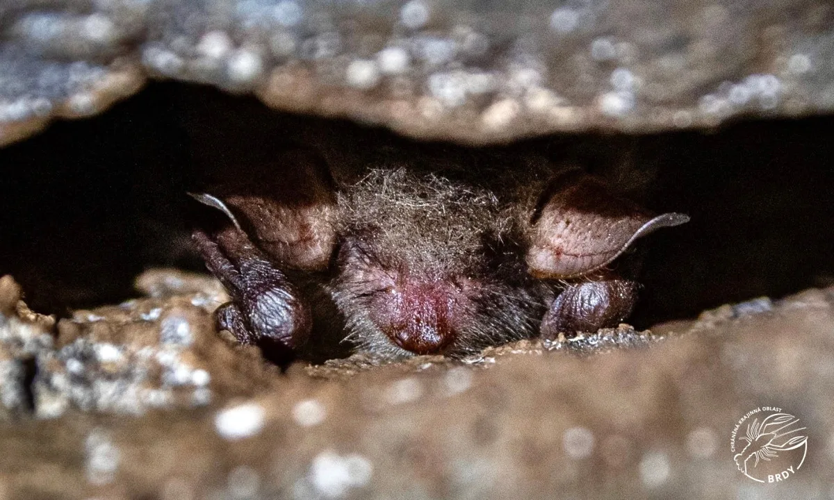 netopýr rodu Myotis