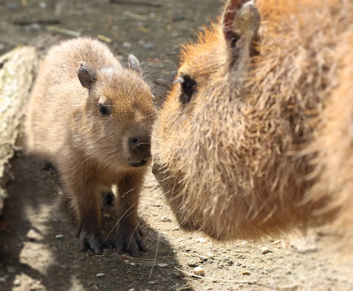 V zoo přišly na svět dvě rozkošné kapybary. V dospělosti mohou tito skvělí plavci vážit až 80 kg