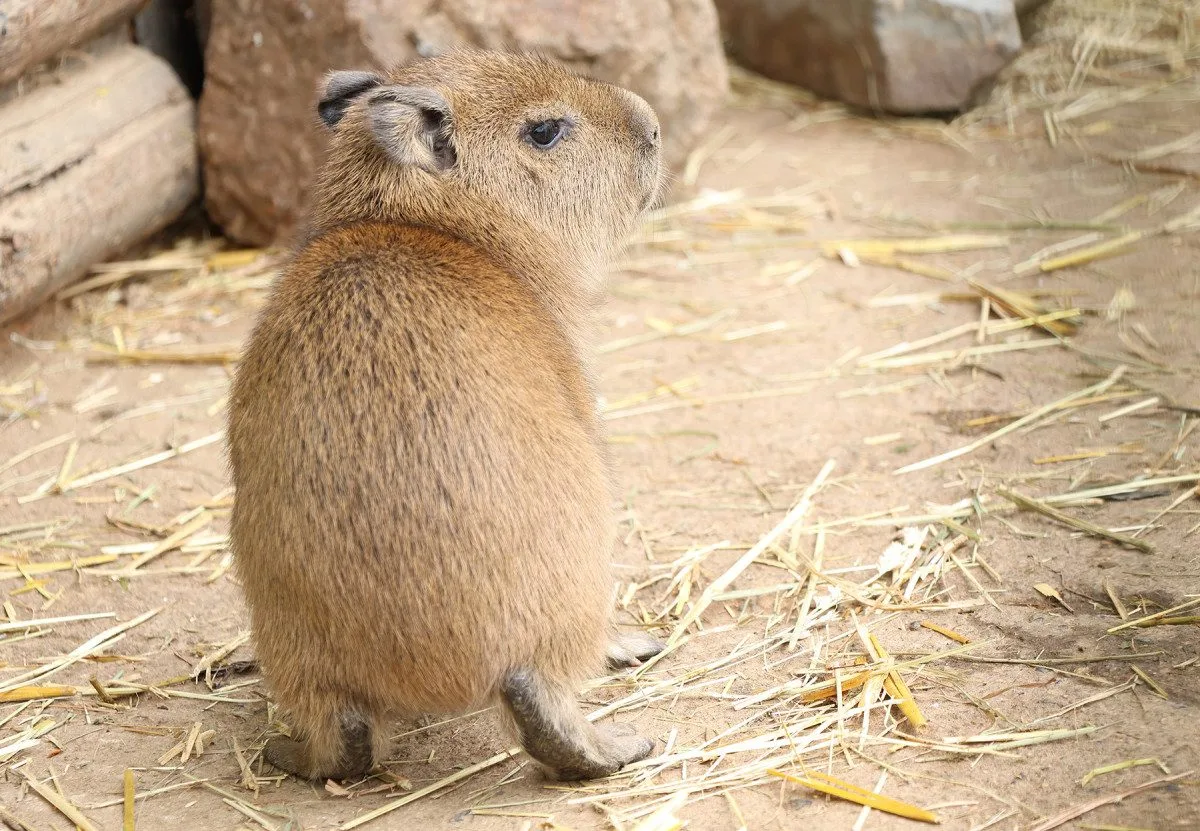 V zoo přišly na svět dvě rozkošné kapybary. V dospělosti mohou tito skvělí plavci vážit až 80 kg