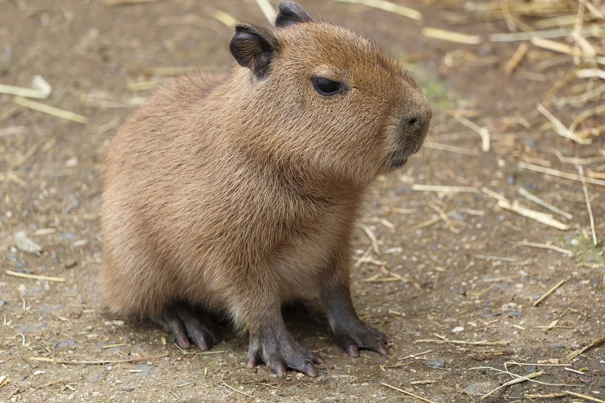 V zoo přišly na svět dvě rozkošné kapybary. V dospělosti mohou tito skvělí plavci vážit až 80 kg