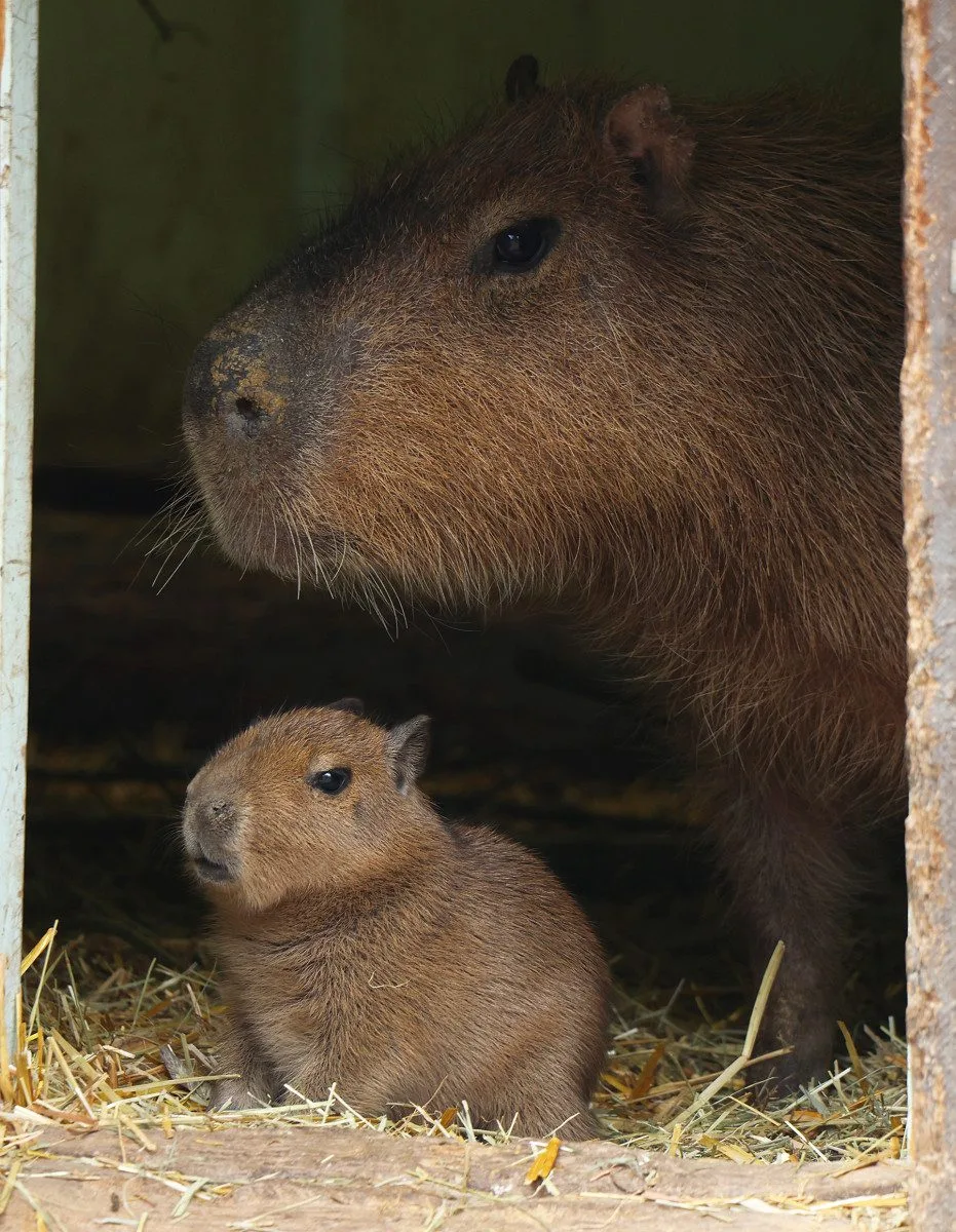 V zoo přišly na svět dvě rozkošné kapybary. V dospělosti mohou tito skvělí plavci vážit až 80 kg