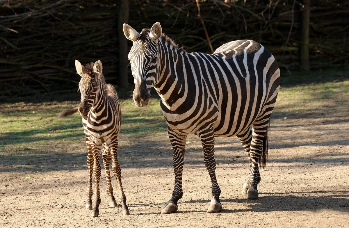Hříbě vzácné zebry bezhřívé skotačí ve výběhu plzeňské zoo, jde o nejvzácnější poddruh zebry stepní