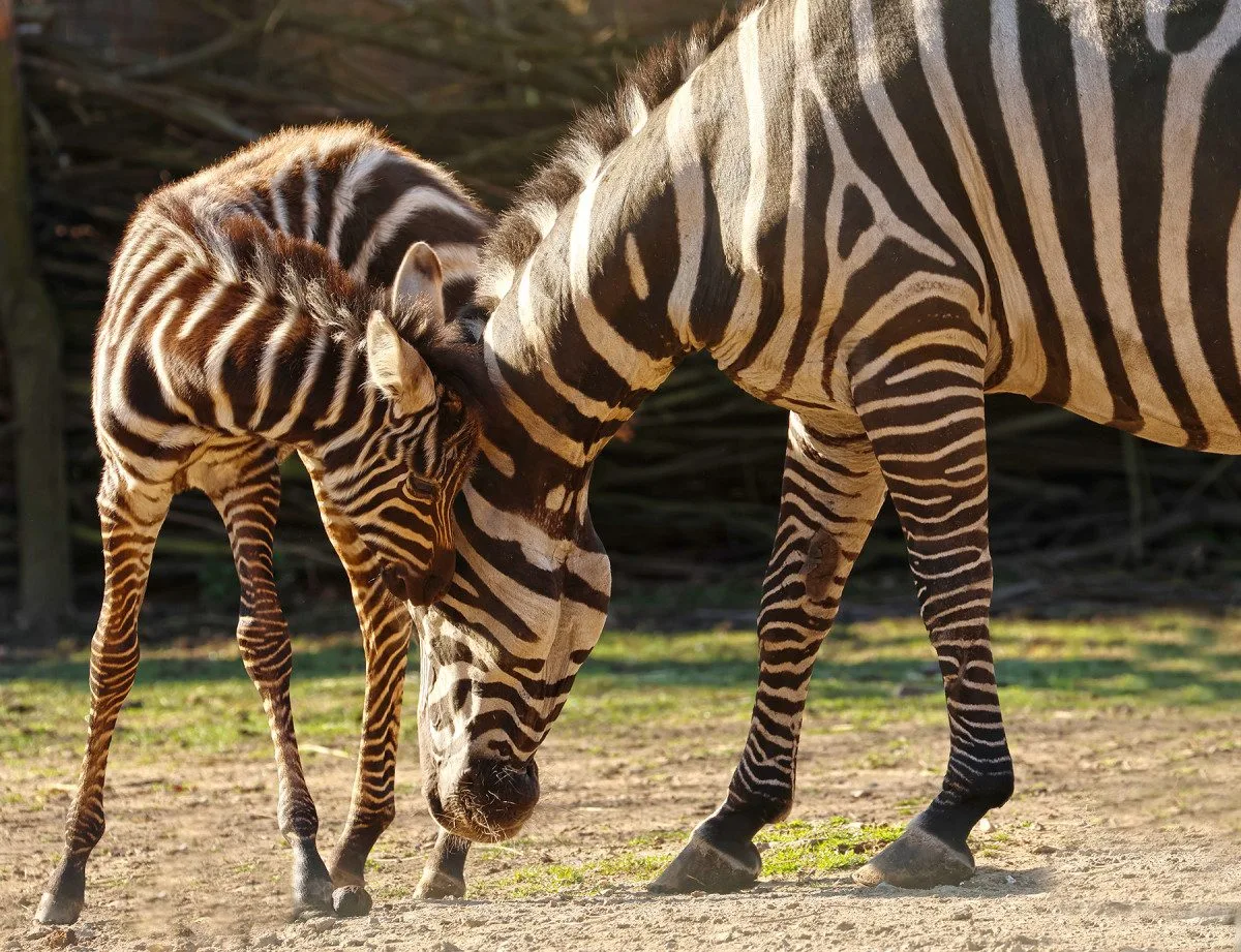 Hříbě vzácné zebry bezhřívé skotačí ve výběhu plzeňské zoo, jde o nejvzácnější poddruh zebry stepní