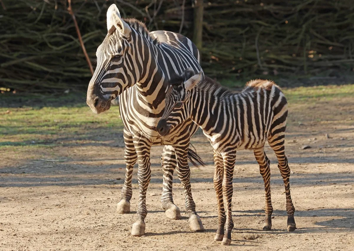 Hříbě vzácné zebry bezhřívé skotačí ve výběhu plzeňské zoo, jde o nejvzácnější poddruh zebry stepní