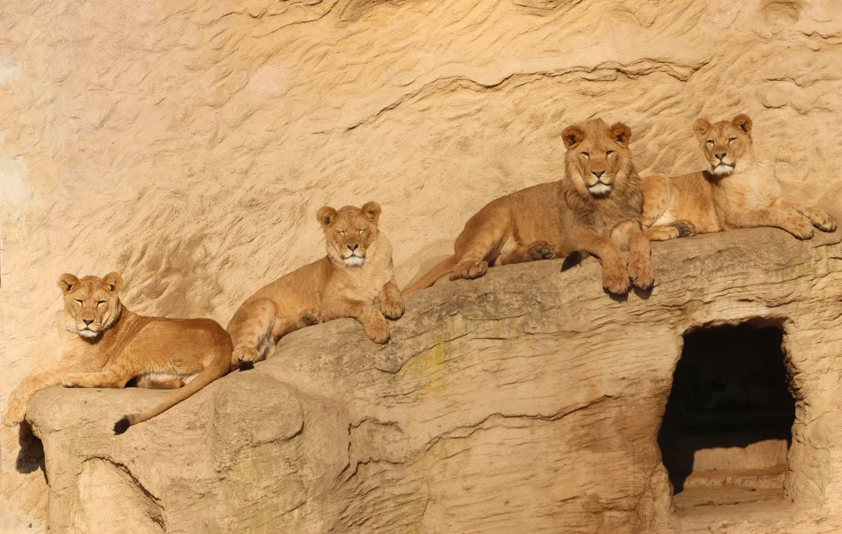 Tři sestry odjely do belgické zoo. Mladé lvice se tam zapojí do dalšího chovu
