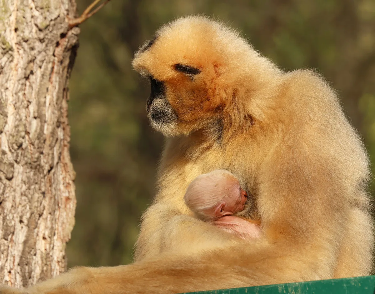 Zoo věří, že prolomí smůlu s odchovem gibbona bělolícího, předchozí mládě uhynulo