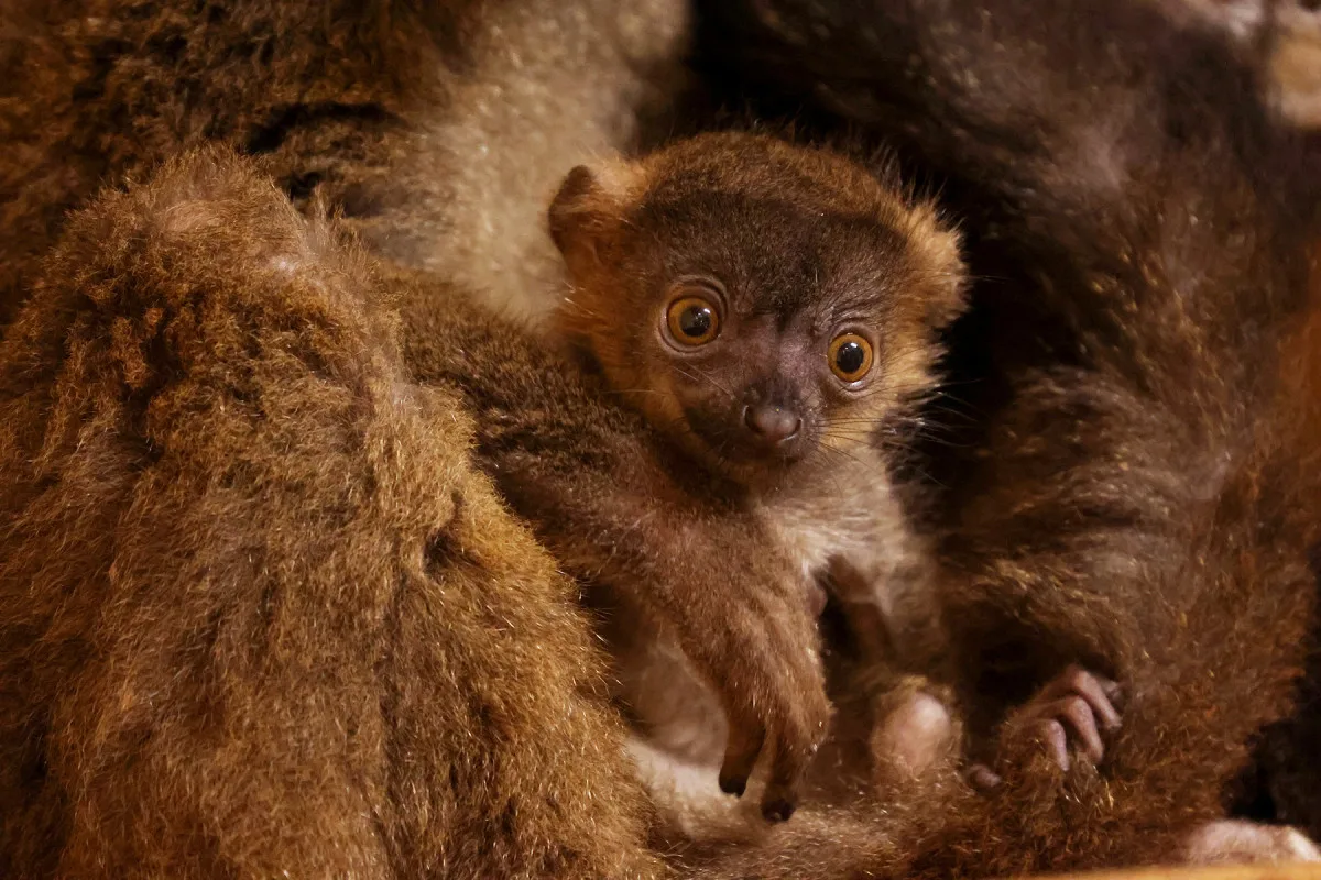 Dvojčata lemurů běločelých dělají radost chovatelům v plzeňské zoo