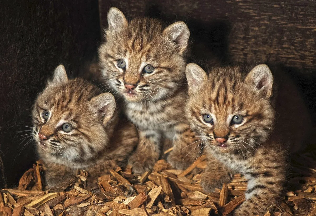 Zoo se na Mezinárodní den rysů pochlubila třemi roztomilými koťaty