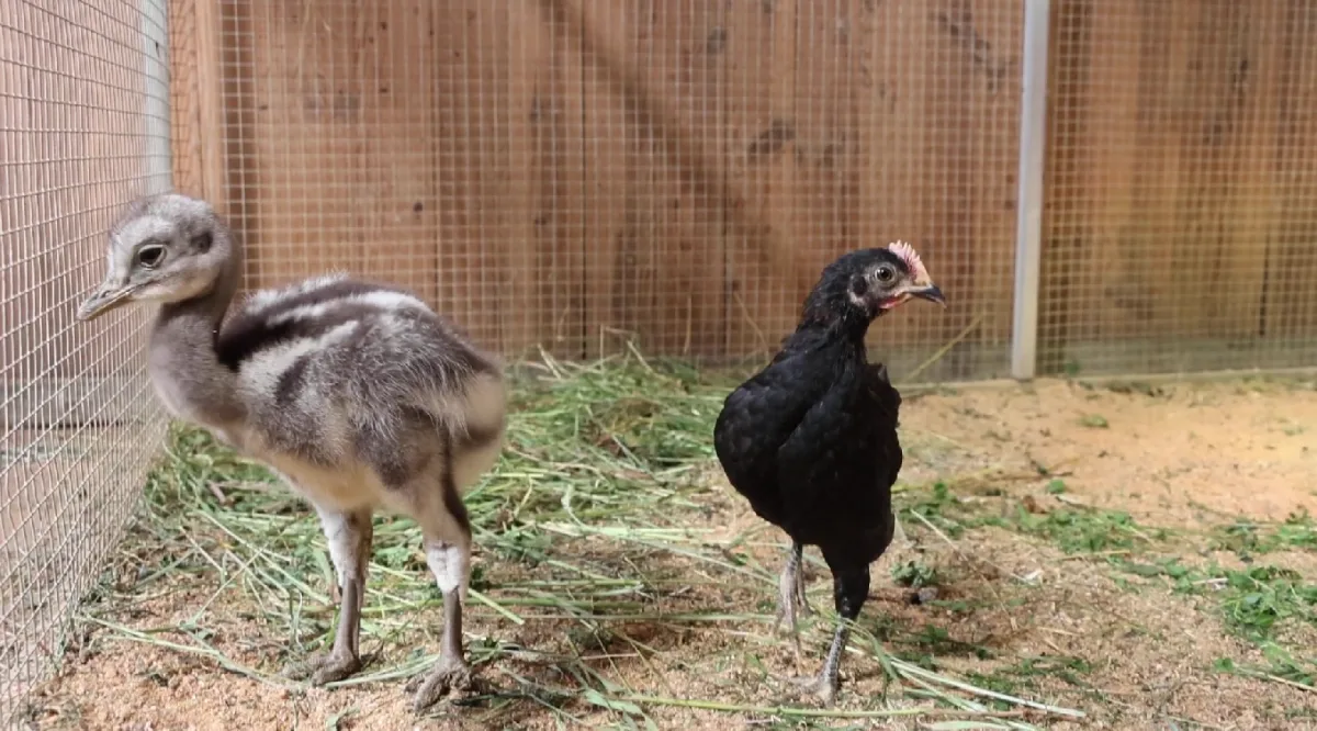 Poprvé ve v plzeňské zoo vylíhlo mládě nandu Darwinova, společnost mu dělá české kuře