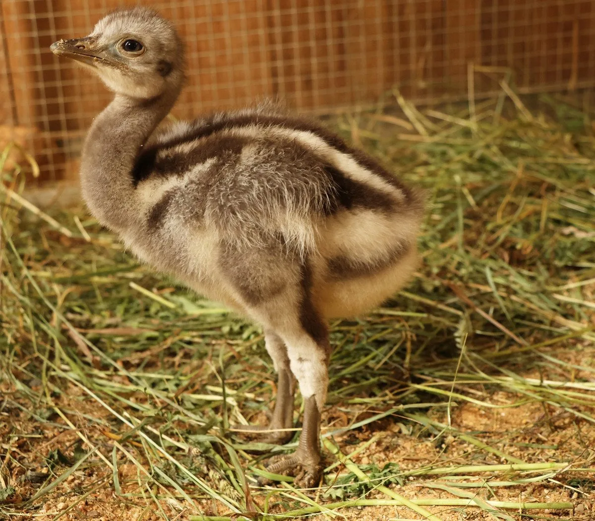 Poprvé ve v plzeňské zoo vylíhlo mládě nandu Darwinova, společnost mu dělá české kuře