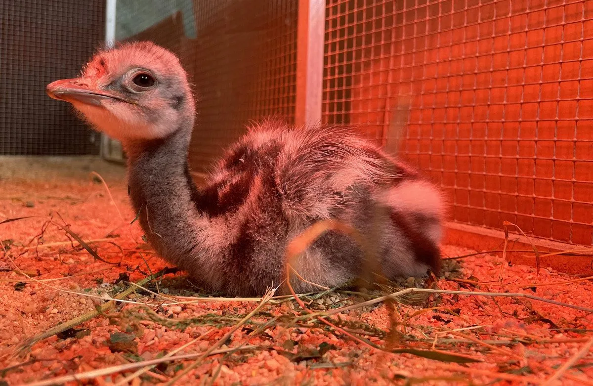 Poprvé ve v plzeňské zoo vylíhlo mládě nandu Darwinova, společnost mu dělá české kuře