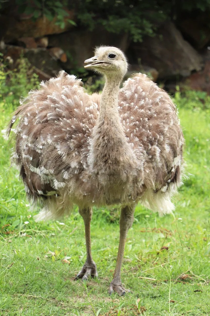 Poprvé ve v plzeňské zoo vylíhlo mládě nandu Darwinova, společnost mu dělá české kuře