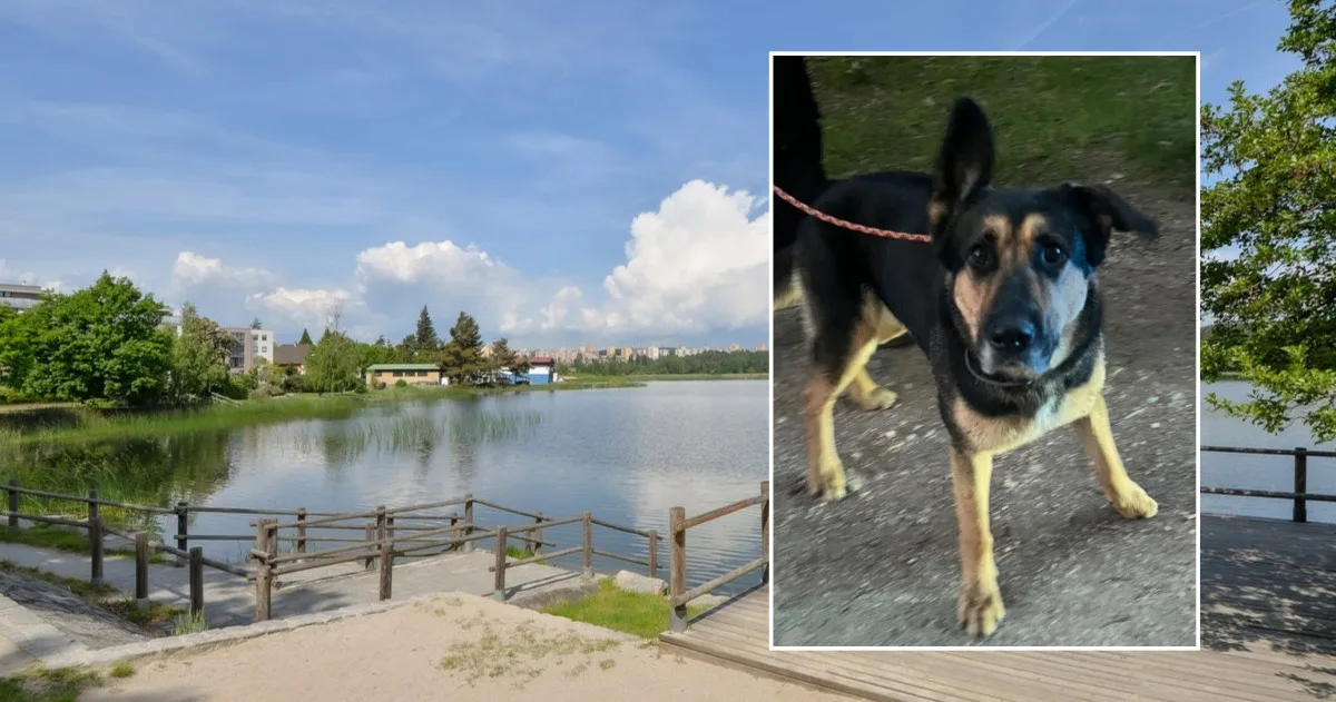 Muž se šel vykoupat do rybníka a zmizel, zůstala po něm jen fenka a prázdná osuška