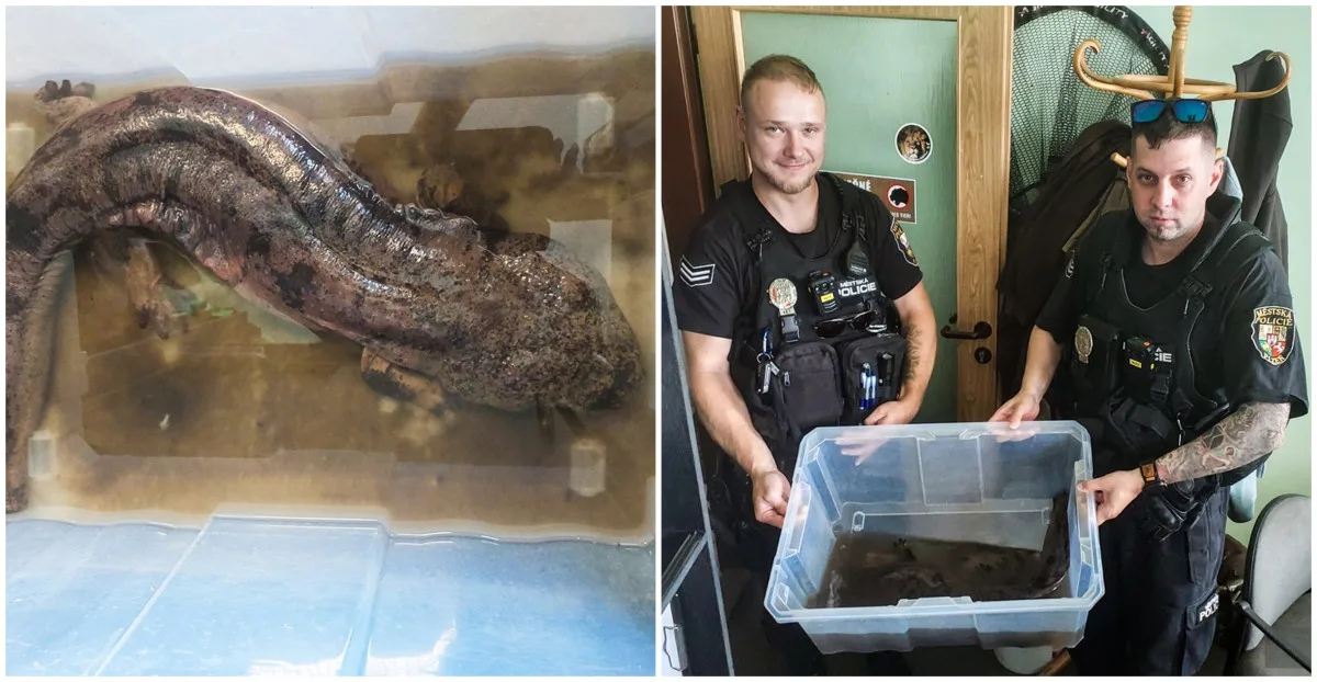 Kdosi odložil před zoo krabici s kritiky ohroženým velemlokem, měřil 75 centimetrů