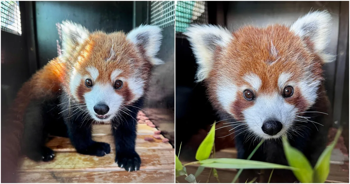 Do zoo přicestoval nový samec roztomilé pandy červené, slavný útěkář Nepál uhynul
