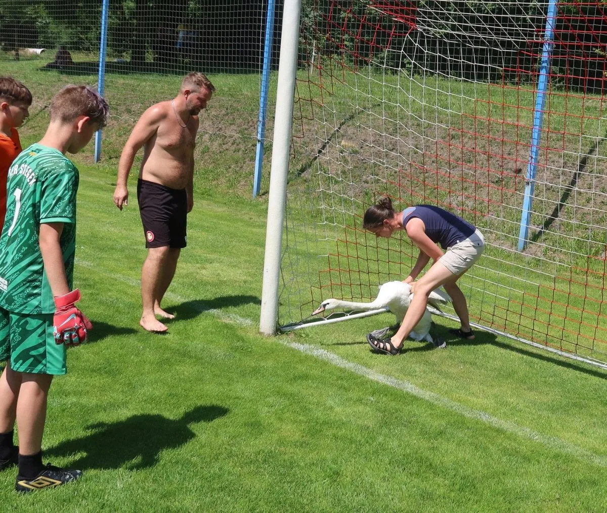 Zmatená labuť přistála během tréninku uprostřed fotbalového hřiště. Chytili ji v bráně