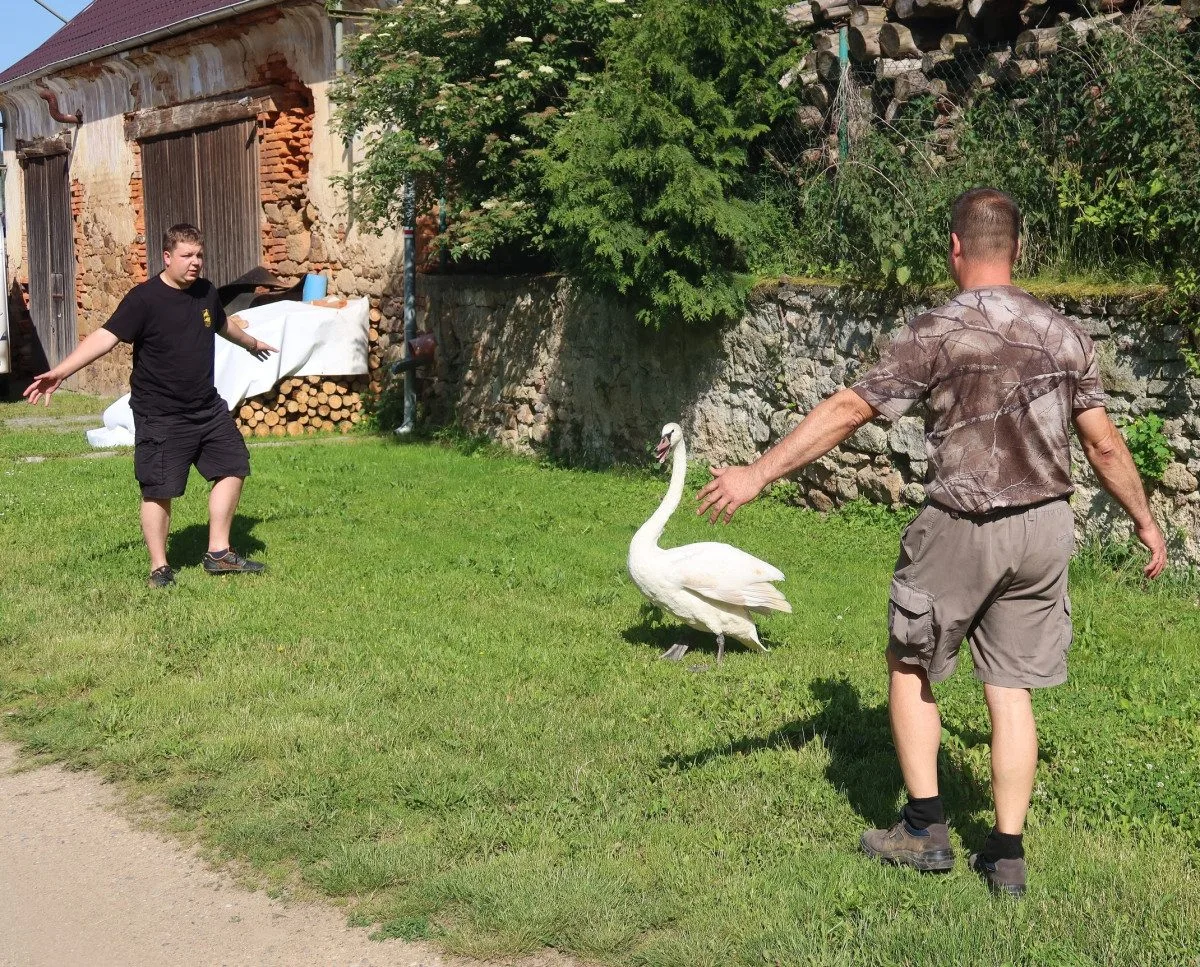 Chytání labutě uprostřed obce
