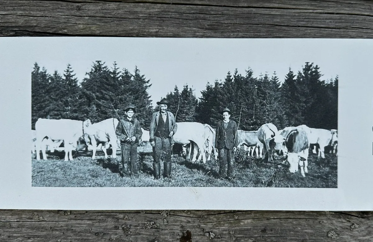 Vypravte se na obří vysokohorskou pastvinu těsně za česko-německou hranici v Bavorském lese